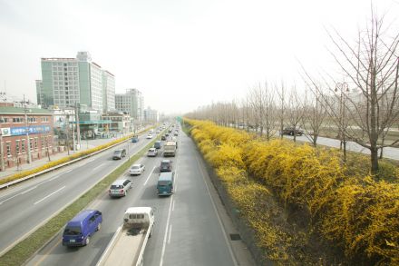 서부간선도로 와 개나리 의 사진84