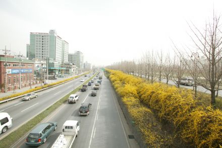 서부간선도로 와 개나리 의 사진85