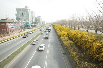 서부간선도로 와 개나리 의 사진86