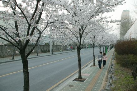 2004 벚꽃십리길 의 사진