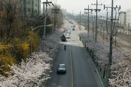 2004 벚꽃십리길 의 사진19