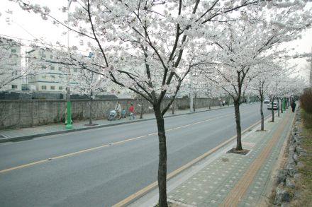 2004 벚꽃십리길 의 사진33