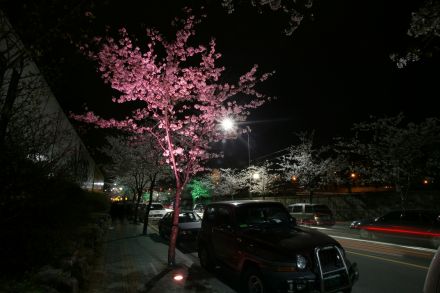 벚꽃십리길 야경 (색상조명) 의 사진