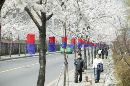 2005 시흥역 벚꽃십리길(주간) 의 사진