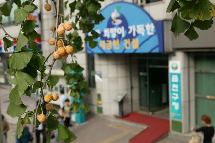 구청앞 은행나무에 열린 열매 의 사진