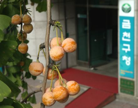 구청앞 은행나무에 열린 열매 의 사진11