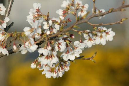 뚝방 벚꽃 의 사진