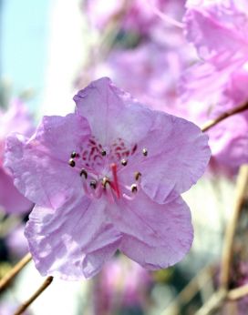 진달래꽃 의 사진3