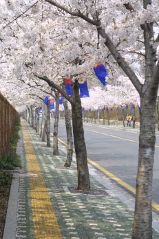 벚꽃축제 (주민마당) 의 사진13