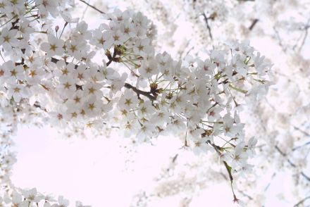 벚꽃축제 (주민마당) 의 사진14