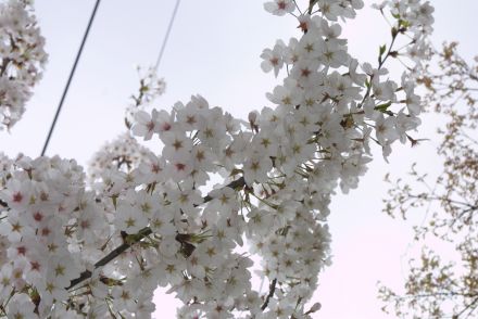 벚꽃축제 (주민마당) 의 사진15