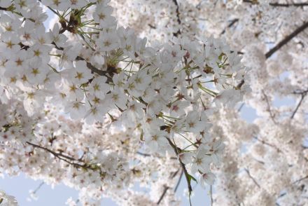 벚꽃축제 (주민마당) 의 사진16