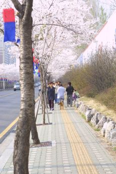 벚꽃축제 (주민마당) 의 사진19