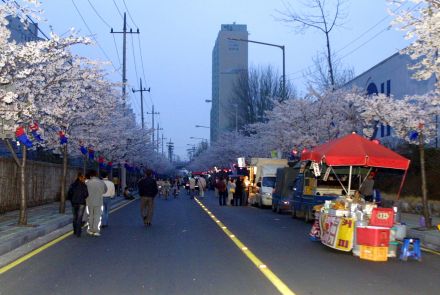 벚꽃축제 (주민마당) 의 사진34