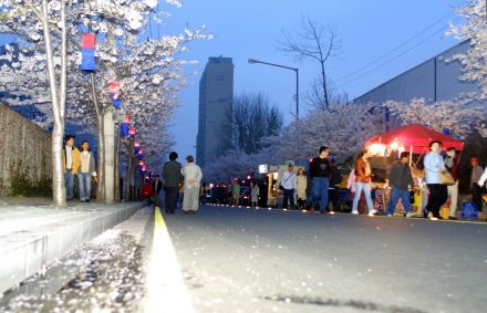 벚꽃축제 (주민마당) 의 사진36
