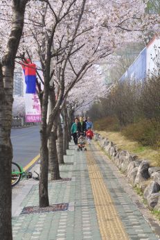 벚꽃축제 (주민마당) 의 사진42