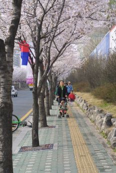 벚꽃축제 (주민마당) 의 사진43