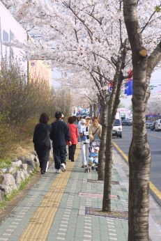 벚꽃축제 (주민마당) 의 사진44