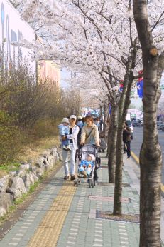 벚꽃축제 (주민마당) 의 사진45