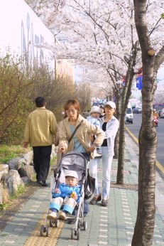 벚꽃축제 (주민마당) 의 사진47