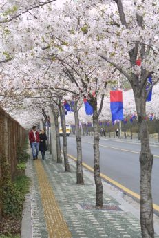 벚꽃축제 (주민마당) 의 사진56
