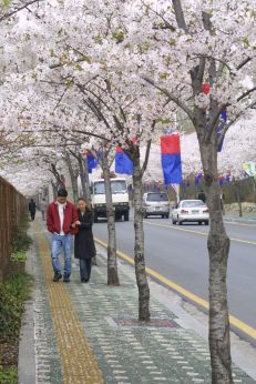 벚꽃축제 (주민마당) 의 사진57