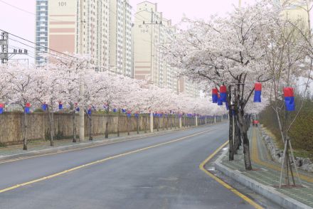 벚꽃십리길 구민걷기대회 의 사진45