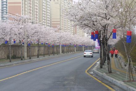 벚꽃십리길 구민걷기대회 의 사진46