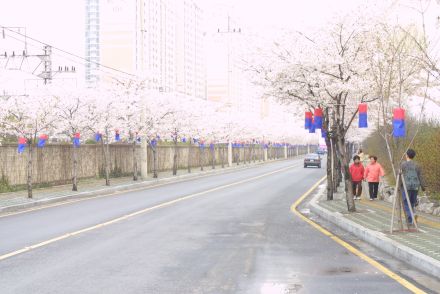 벚꽃십리길 구민걷기대회 의 사진47