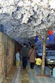 벚꽃축제 (주민마당) 의 사진68