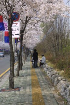 벚꽃축제 (주민마당) 의 사진70