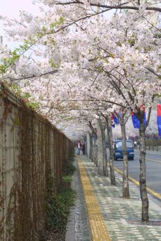 벚꽃축제 (주민마당) 의 사진71