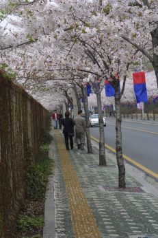 벚꽃축제 (주민마당) 의 사진72