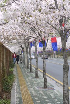 벚꽃축제 (주민마당) 의 사진73