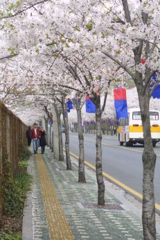 벚꽃축제 (주민마당) 의 사진74