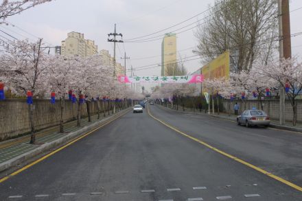 벚꽃십리길 구민걷기대회 의 사진79
