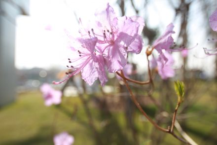 진달래꽃 의 사진12