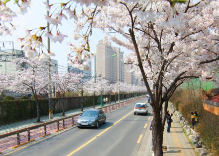벚꽃십리길 의 사진