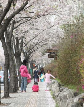 벚꽃십리길-꽃이 지다 의 사진
