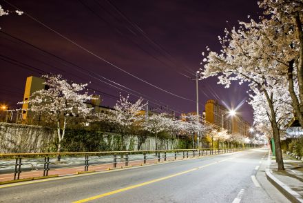 벚꽃십리길 야경 의 사진