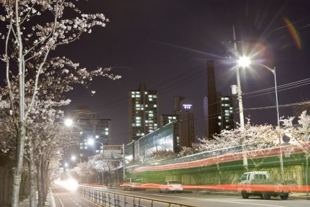 벚꽃십리길 야경 의 사진4