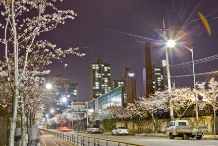 벚꽃십리길 야경 의 사진6