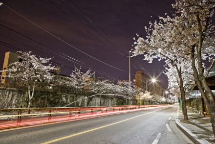 벚꽃십리길 야경 의 사진11