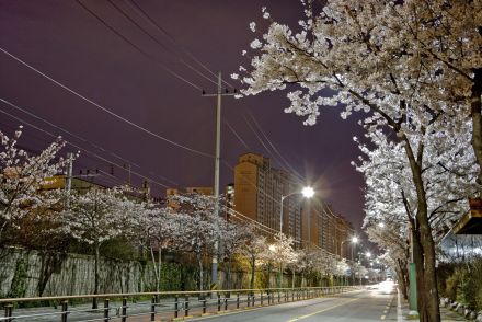 벚꽃십리길 야경 의 사진12