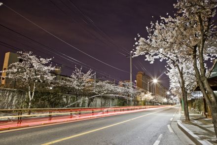 벚꽃십리길 야경 의 사진14