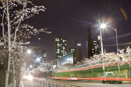 벚꽃십리길 야경 의 사진18