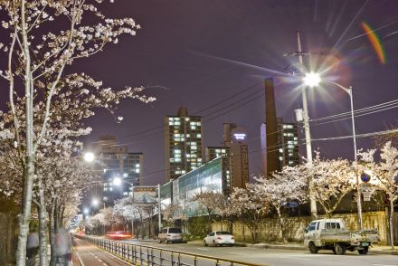 벚꽃십리길 야경 의 사진20