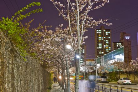 벚꽃십리길 야경 의 사진21