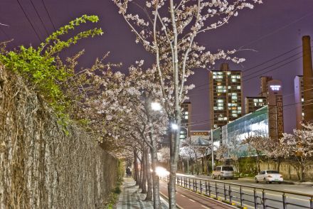 벚꽃십리길 야경 의 사진22