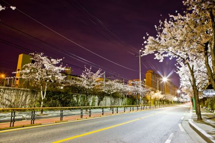 벚꽃십리길 야경 의 사진23